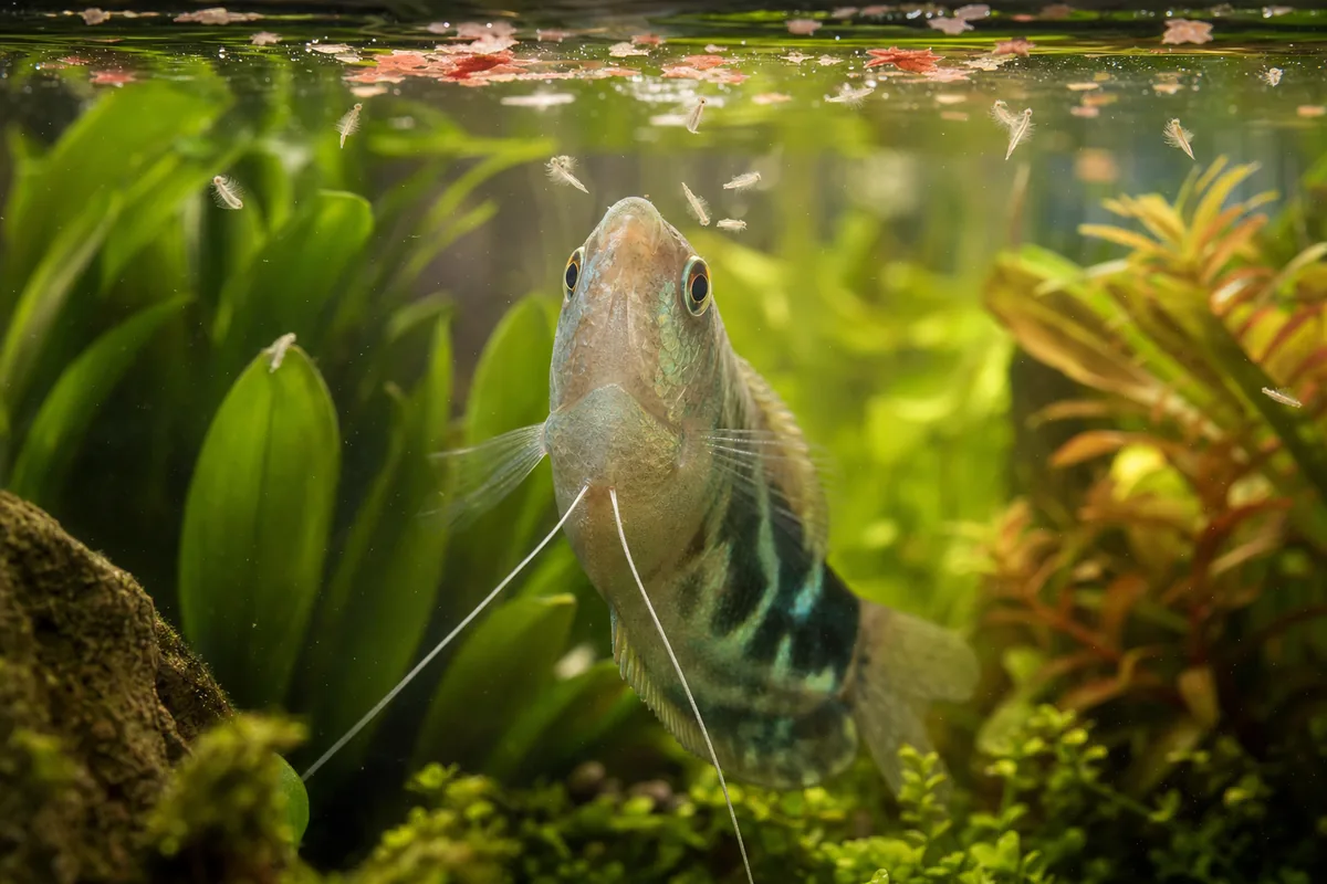 Why Do Almost All Fish Strike at Brine Shrimp?