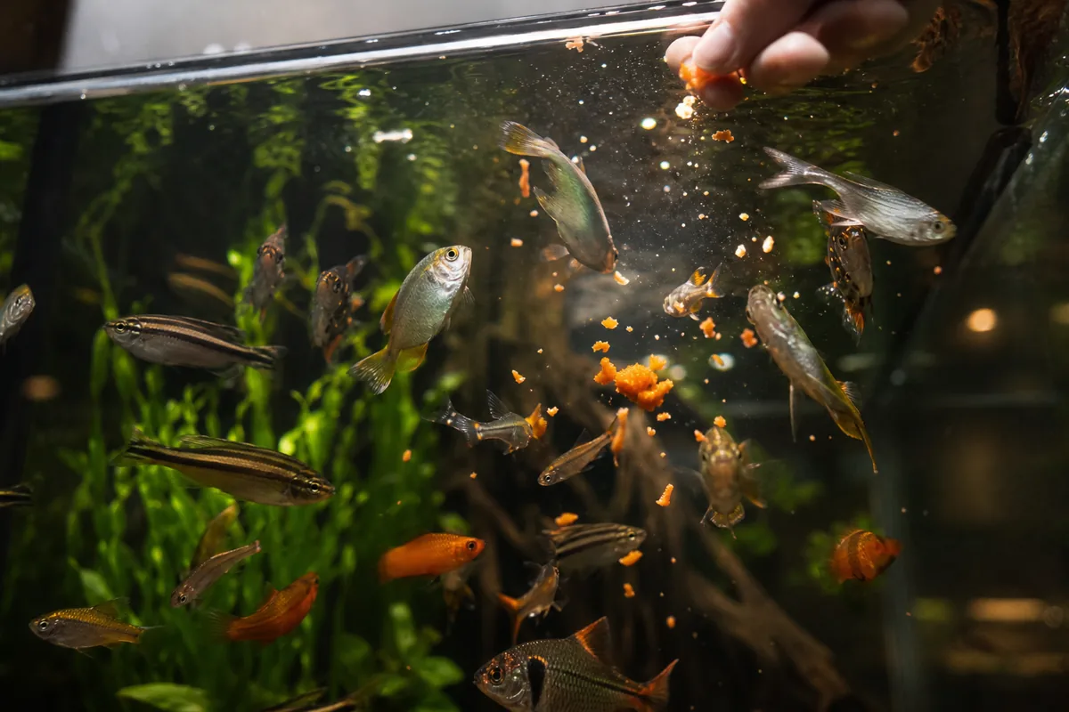 Carrot Nutrition: Beta-Carotene and Fish Coloration