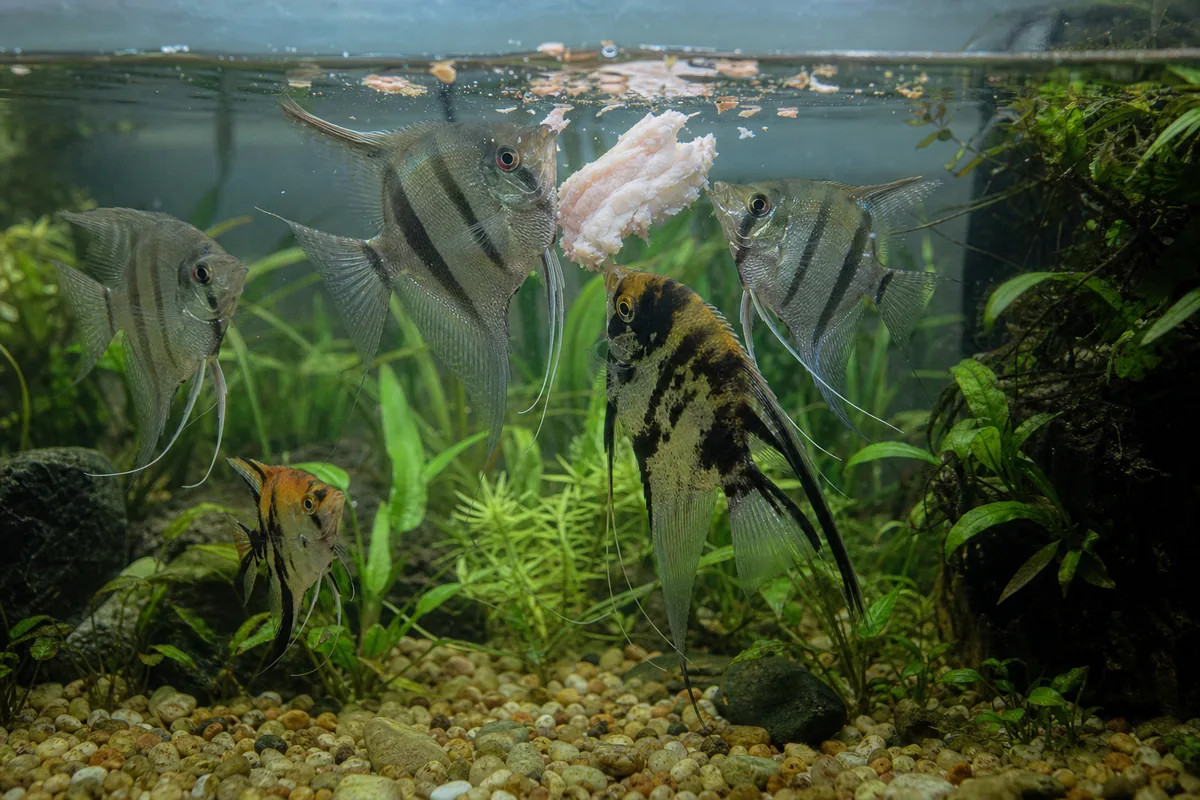 Which Fish Can Eat Chicken: Carnivore Size Matters