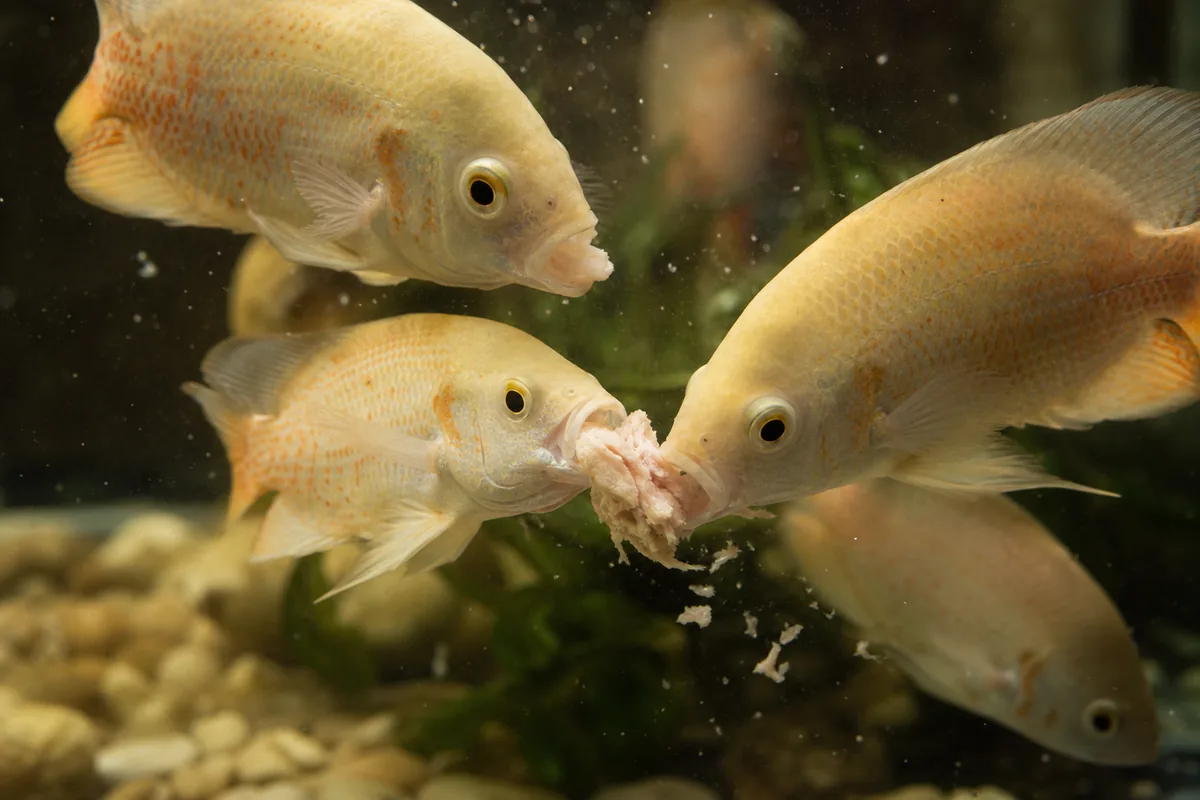 Should Aquarium Fish Ever Be Fed Boiled Chicken?