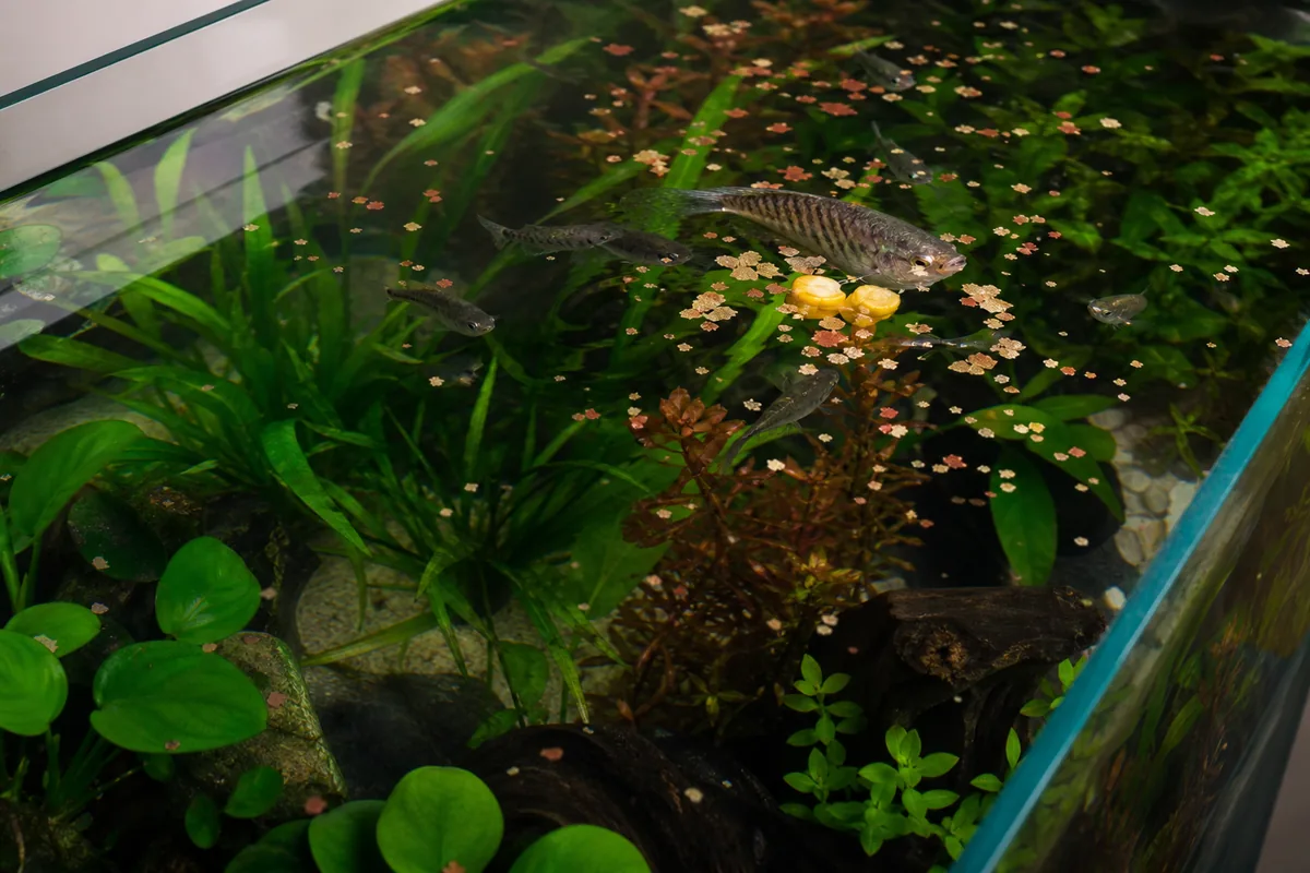 Which Fish Can Eat Corn: Species That Handle It and Species That Cannot