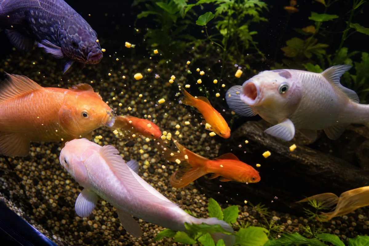 Can Any Community Fish Digest Corn, or Only Goldfish?