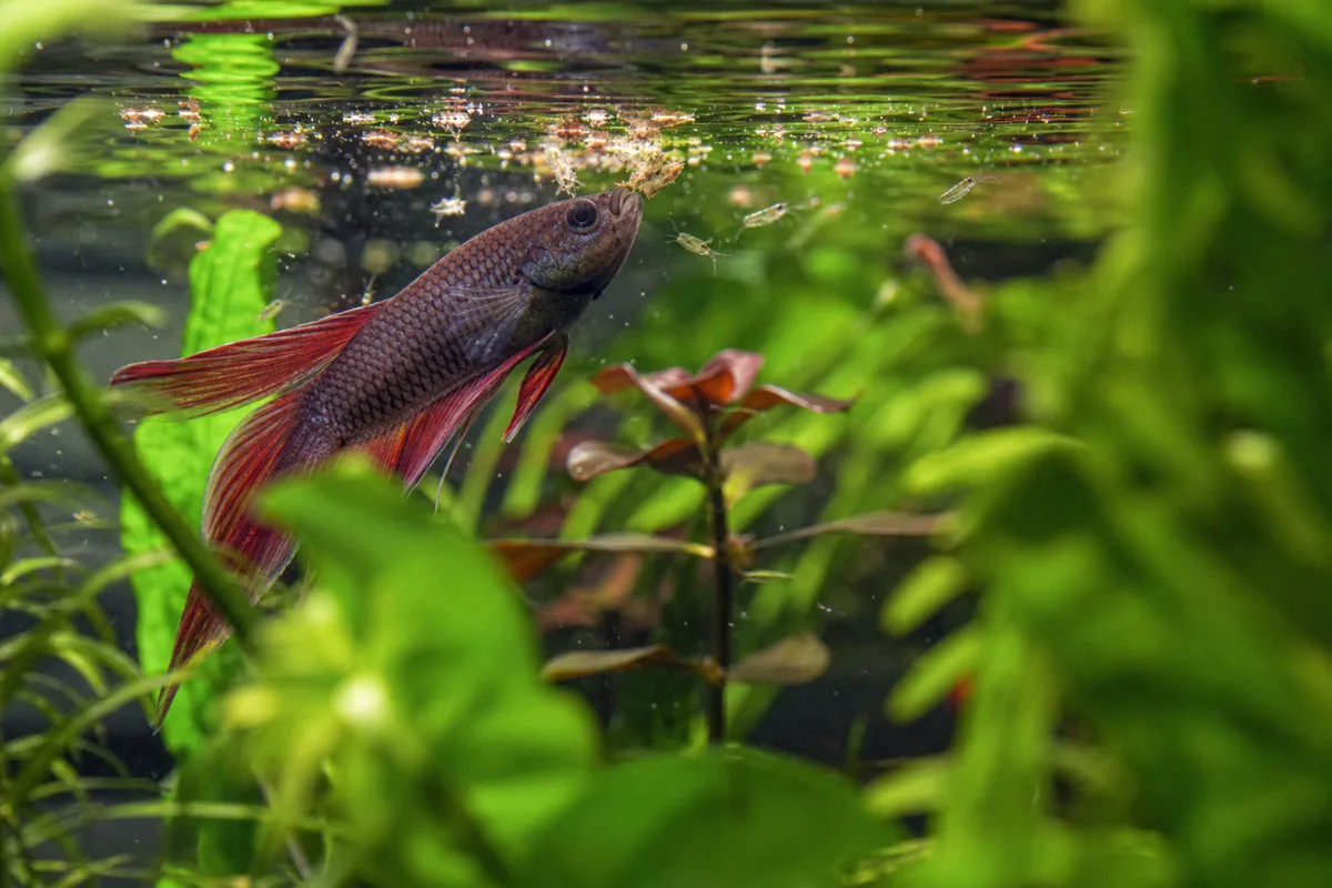Which Fish Eat Daphnia? Best Species for This Live Food