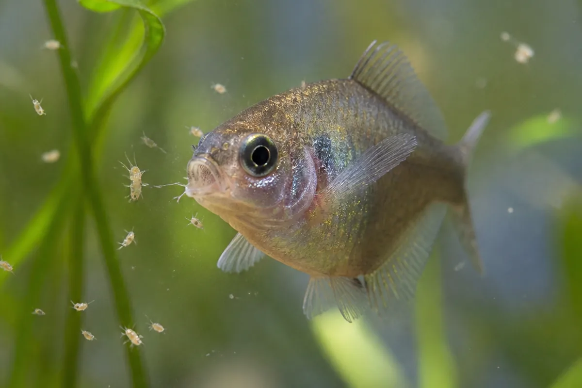 Are Daphnia the Best Live Food for Aquarium Fish?