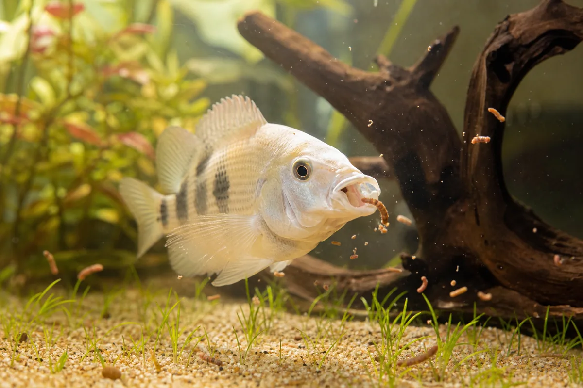 Earthworms as a Breeding Conditioning Food for Freshwater Fish