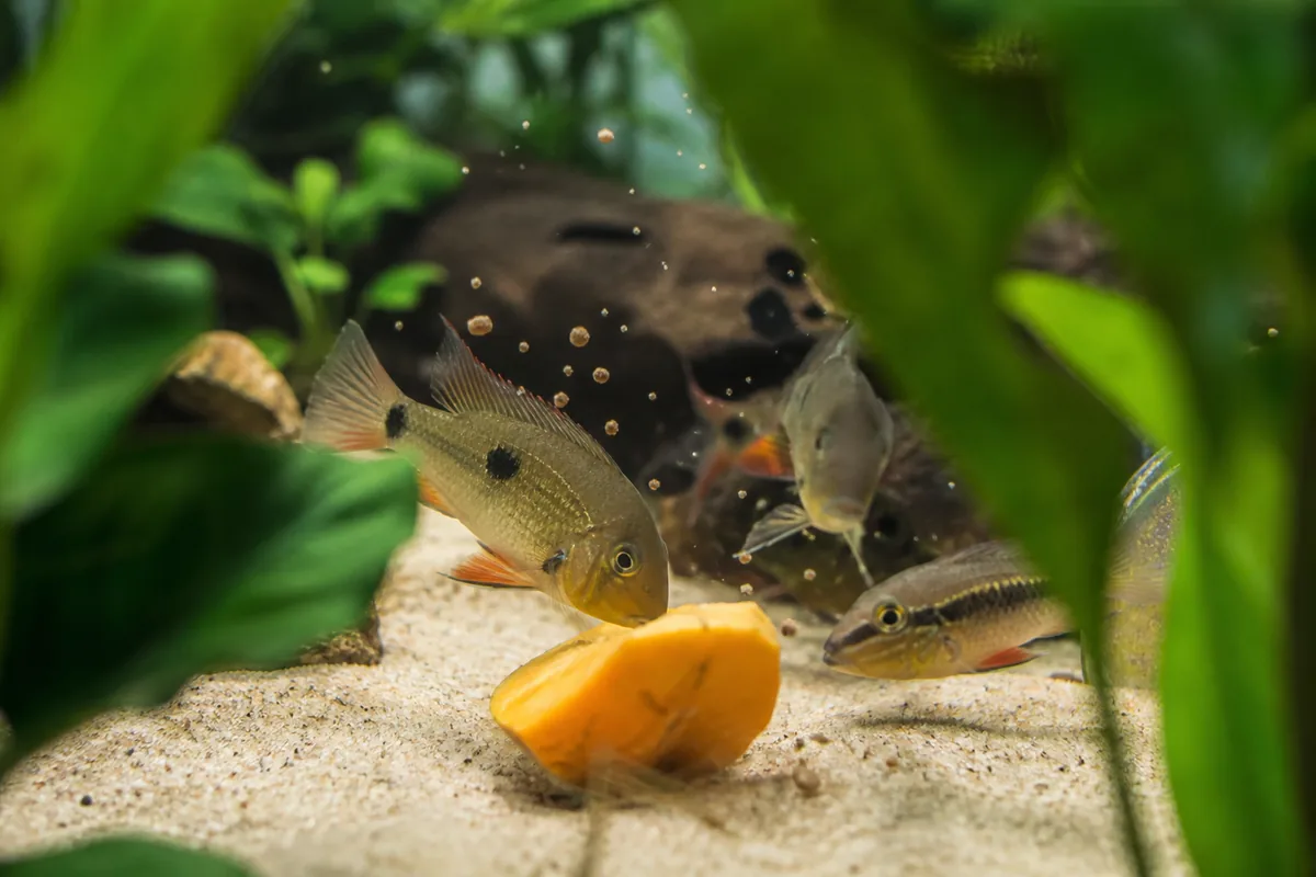 Which Fish Can Eat Mango: Omnivores Yes, Carnivores No