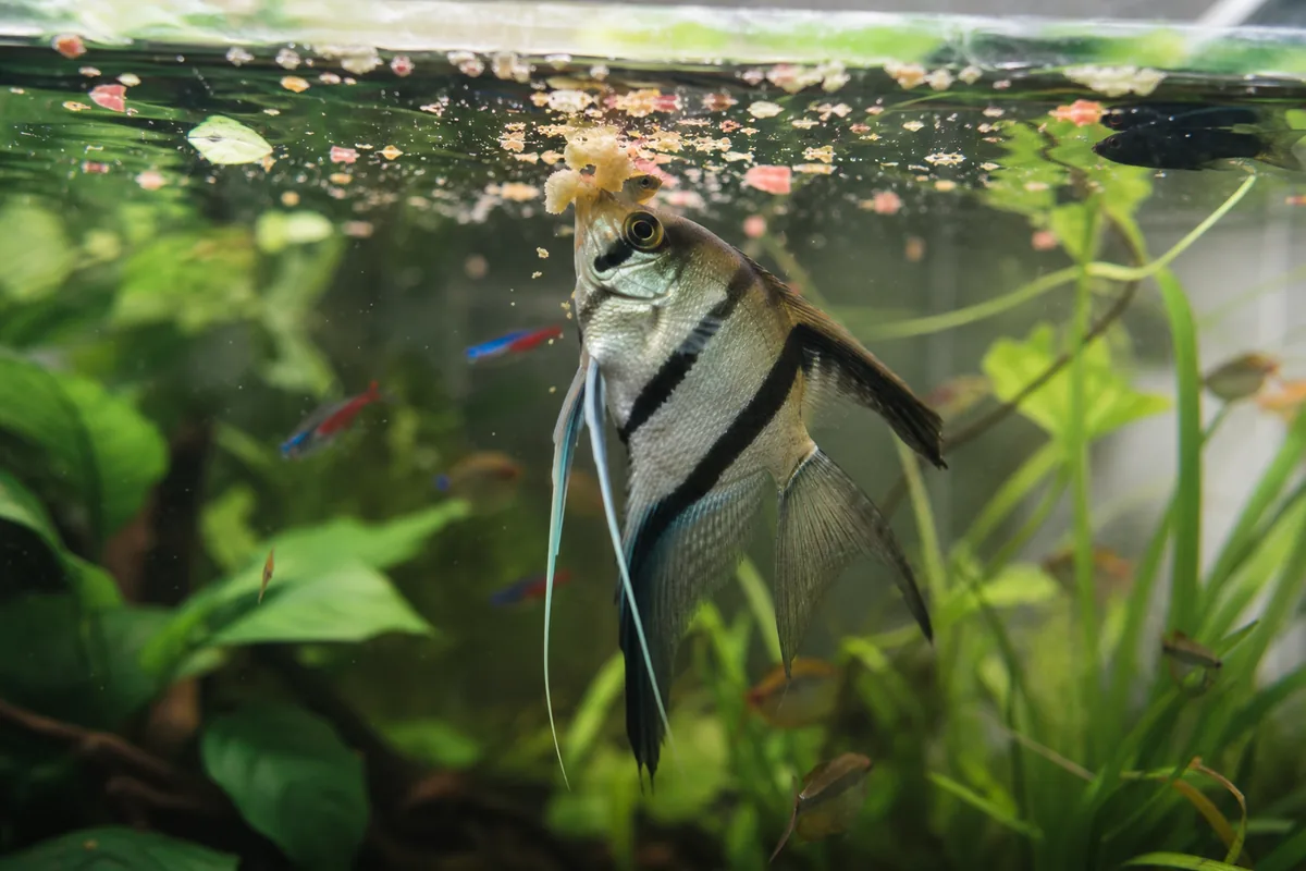 How Often Should Aquarium Fish Get Mango Flesh?