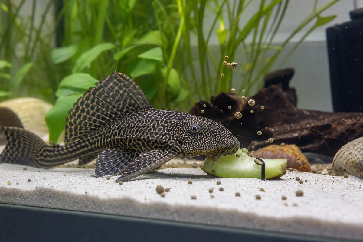 Which Fish Can Eat Melon: Species That Benefit from the Treat