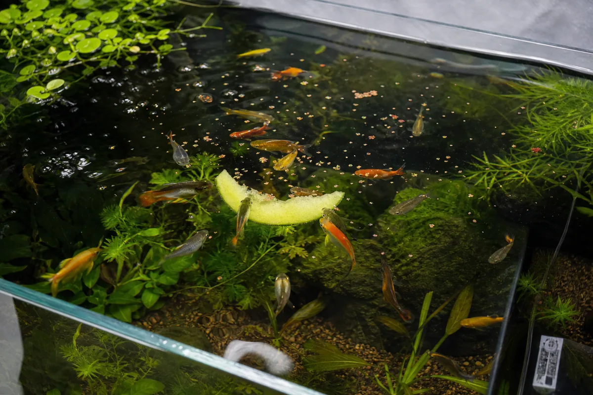 Do Goldfish and Mollies Take Melon Flesh Readily?