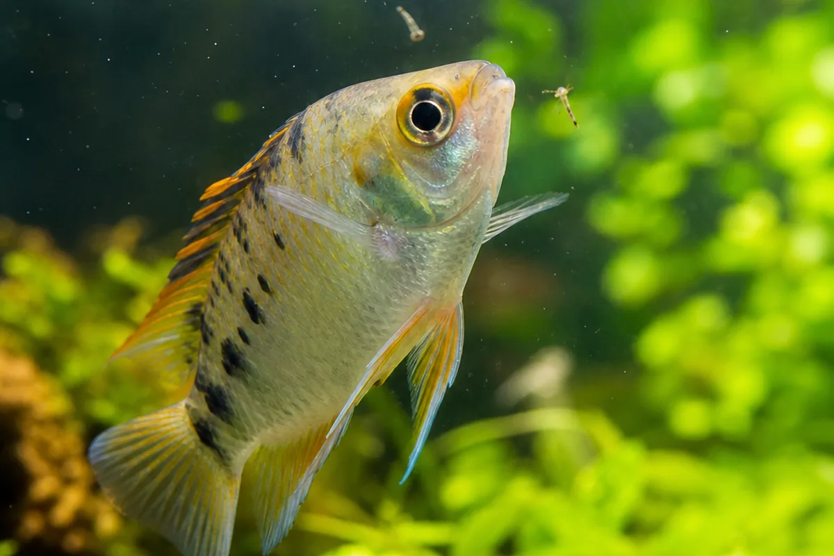 Freezing Mosquito Larvae: How to Store Them for Later Feeding