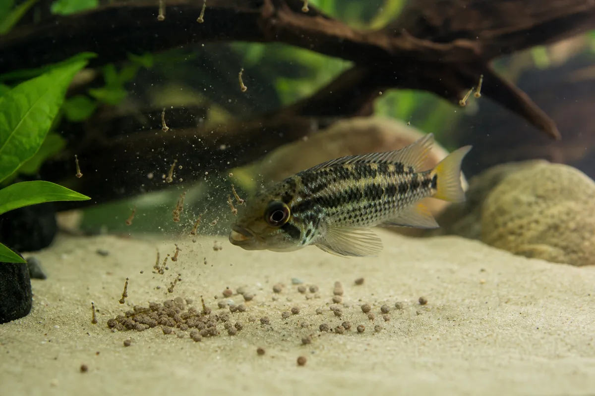 Is Free Mosquito Larvae Really Safe to Feed Fish?