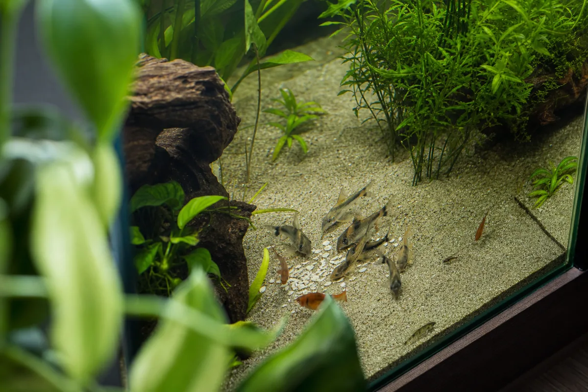 How to Prepare Oats for Fish: The Only Safe Method