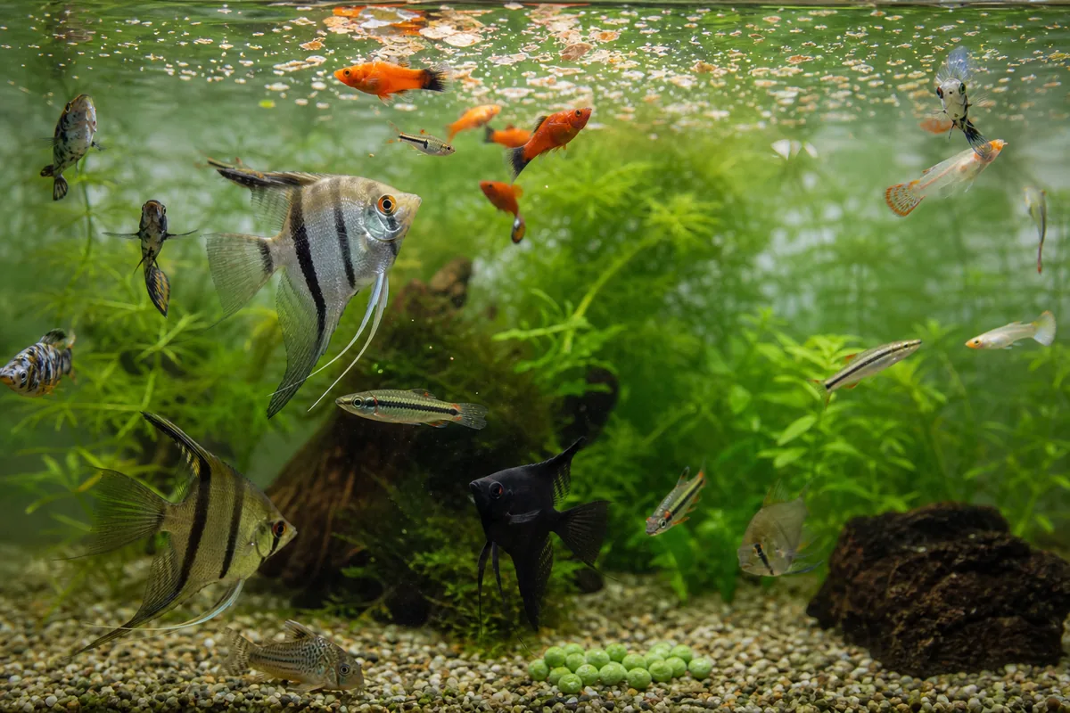 Signs of Overfeeding and Water Quality Problems