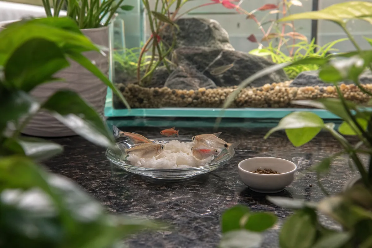 How to Feed Rice to Fish Safely: Preparation and Portion Rules