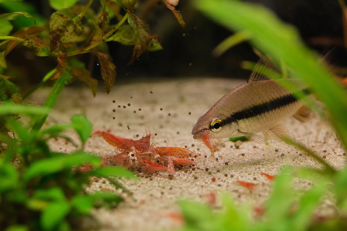 Which Shrimp Types Are Safe: 4 Forms Fish Can Eat