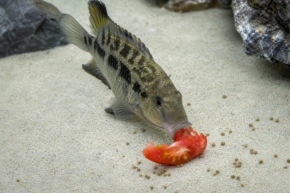 How to Prepare Tomato for Fish: Step-by-Step Prep