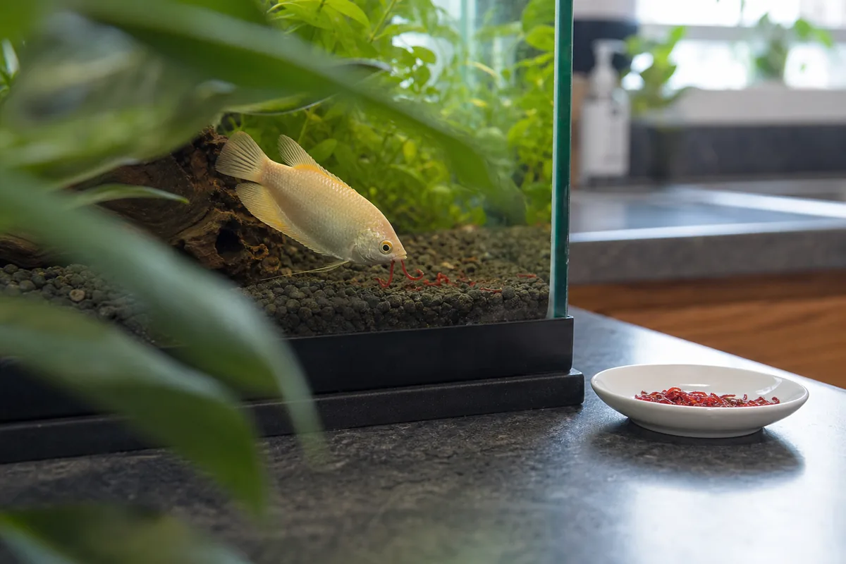 How to Feed Tubifex Worms: Frequency, Portion Size, and Preparation
