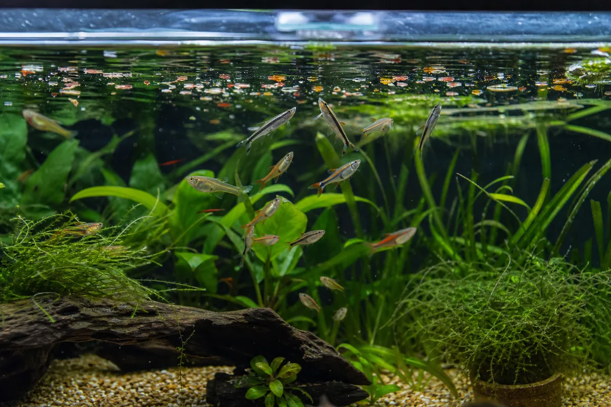 Are Tubifex Worms Safe for Fish, or Too Contaminated?