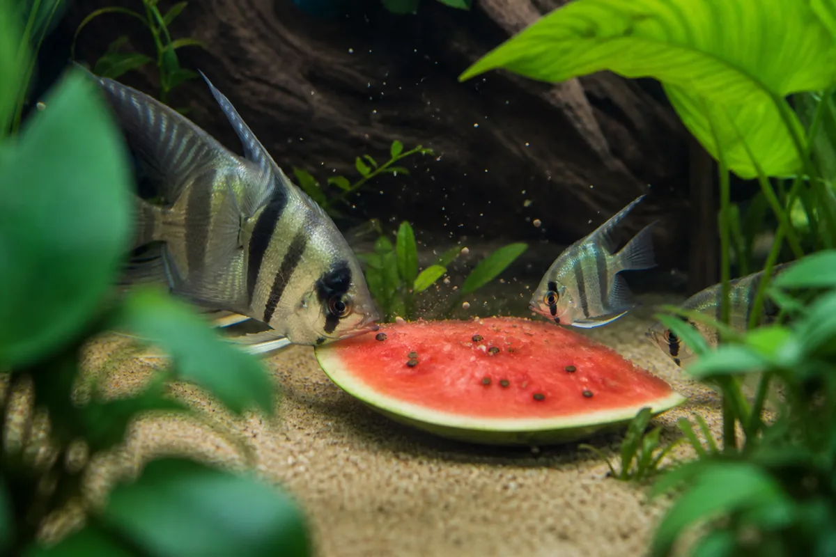 Does Watermelon Work as a Warm-Weather Fish Treat?