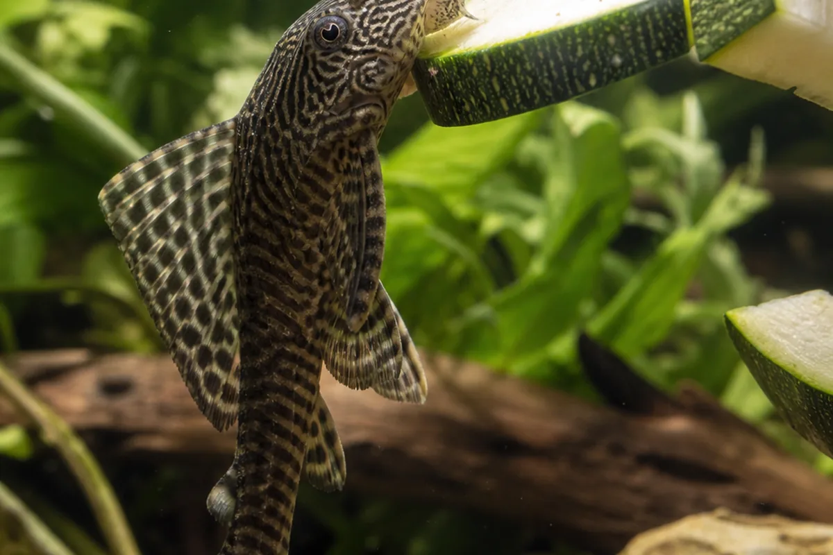 Which Fish Eat Zucchini? 7 Species That Benefit Most