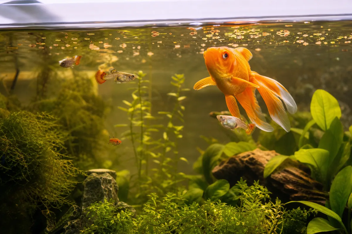 The Temperature Problem: Goldfish (65-74°F) vs Guppies (74-82°F)