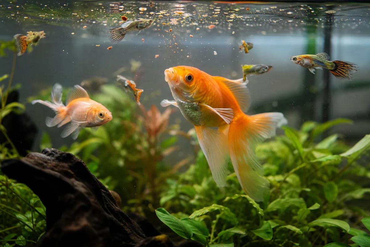 Goldfish Bioload: Why Their Waste Output Stresses Smaller Fish