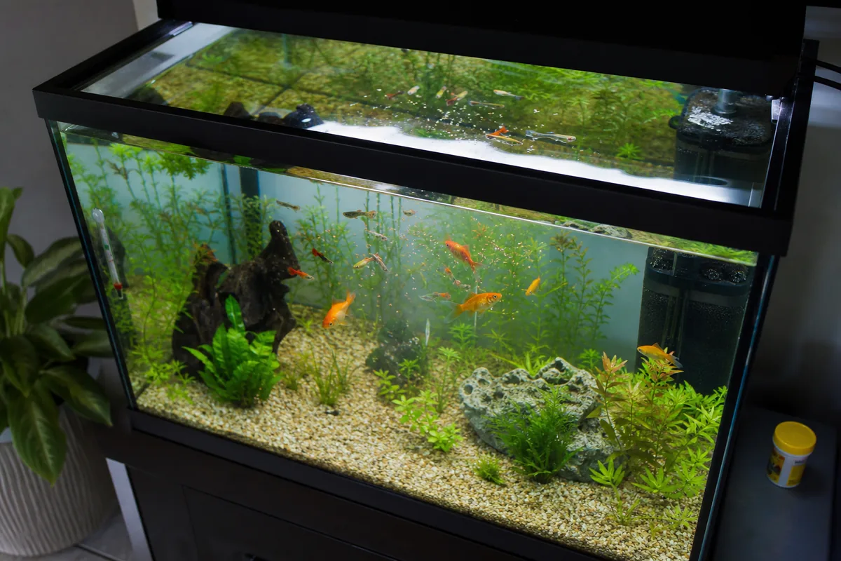 Do Guppies Need Warmth a Goldfish Tank Never Reaches?