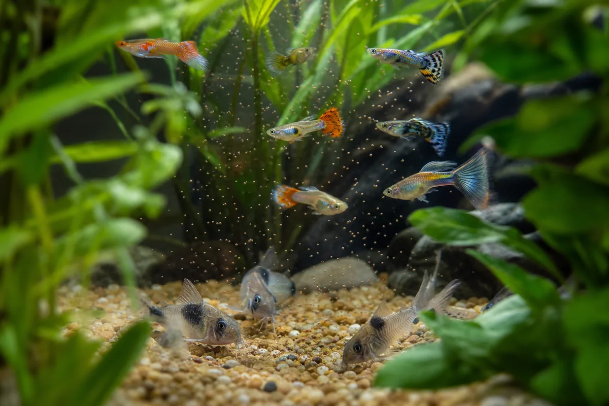 Why Guppies and Corydoras Work: Zone Separation and Zero Aggression