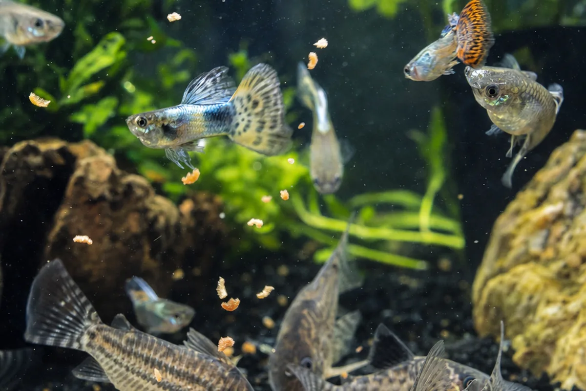 How Often Does a Guppy and Corydoras Tank Run Clean?