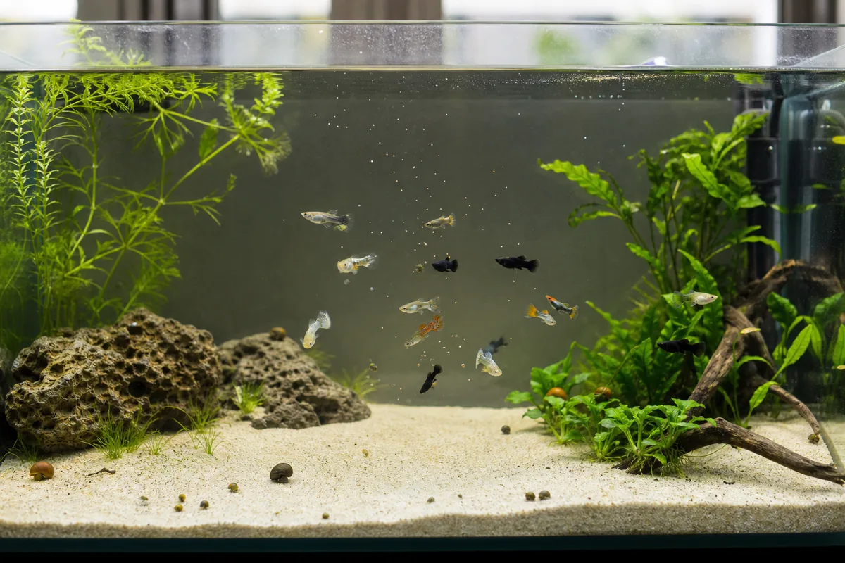 Do Mollies Want the Same Hard Water Guppies Prefer?