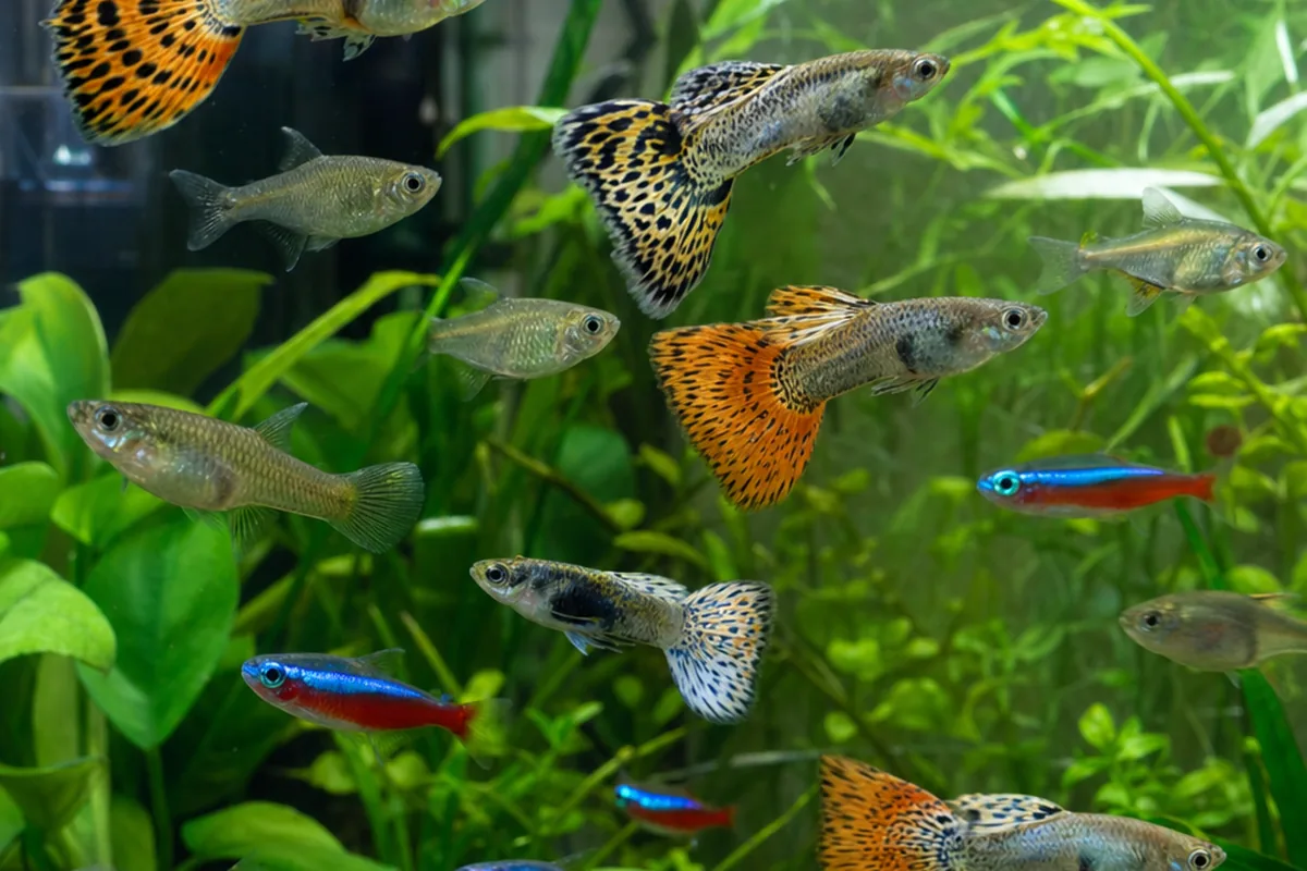 Why Guppies and Neon Tetras Share 6 Key Compatibility Traits