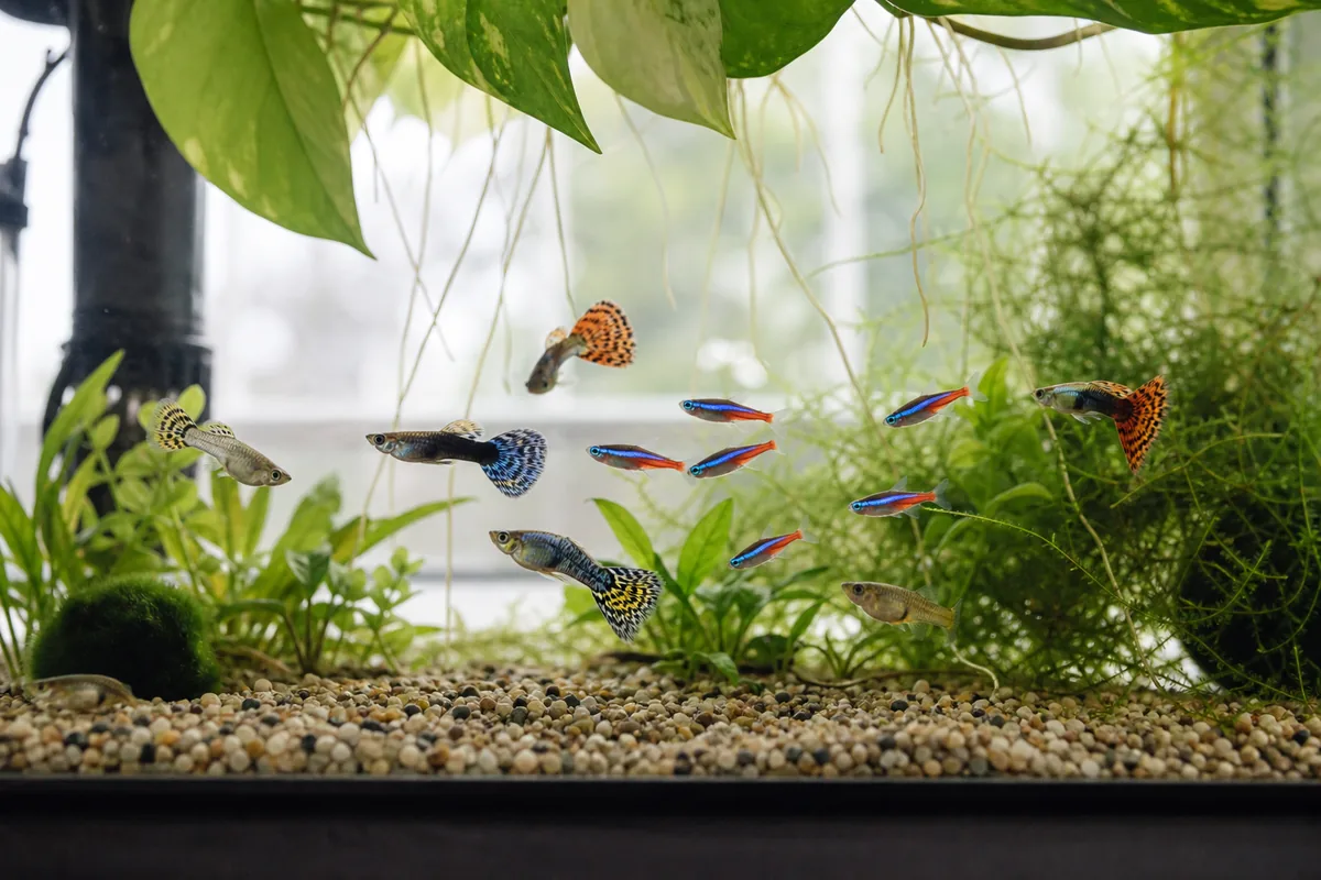 Is a Guppy and Neon Tetra Tank a Safe First Build?