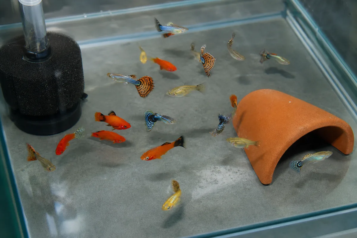 Why Guppies and Platies Are a Near-Perfect Match