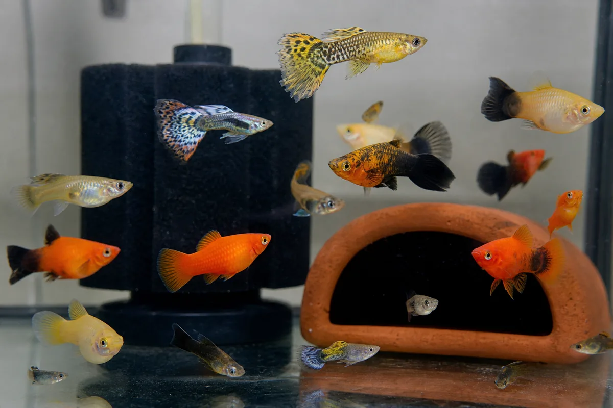 The Breeding Question: Managing Fry in a Mixed Guppy-Platy Tank