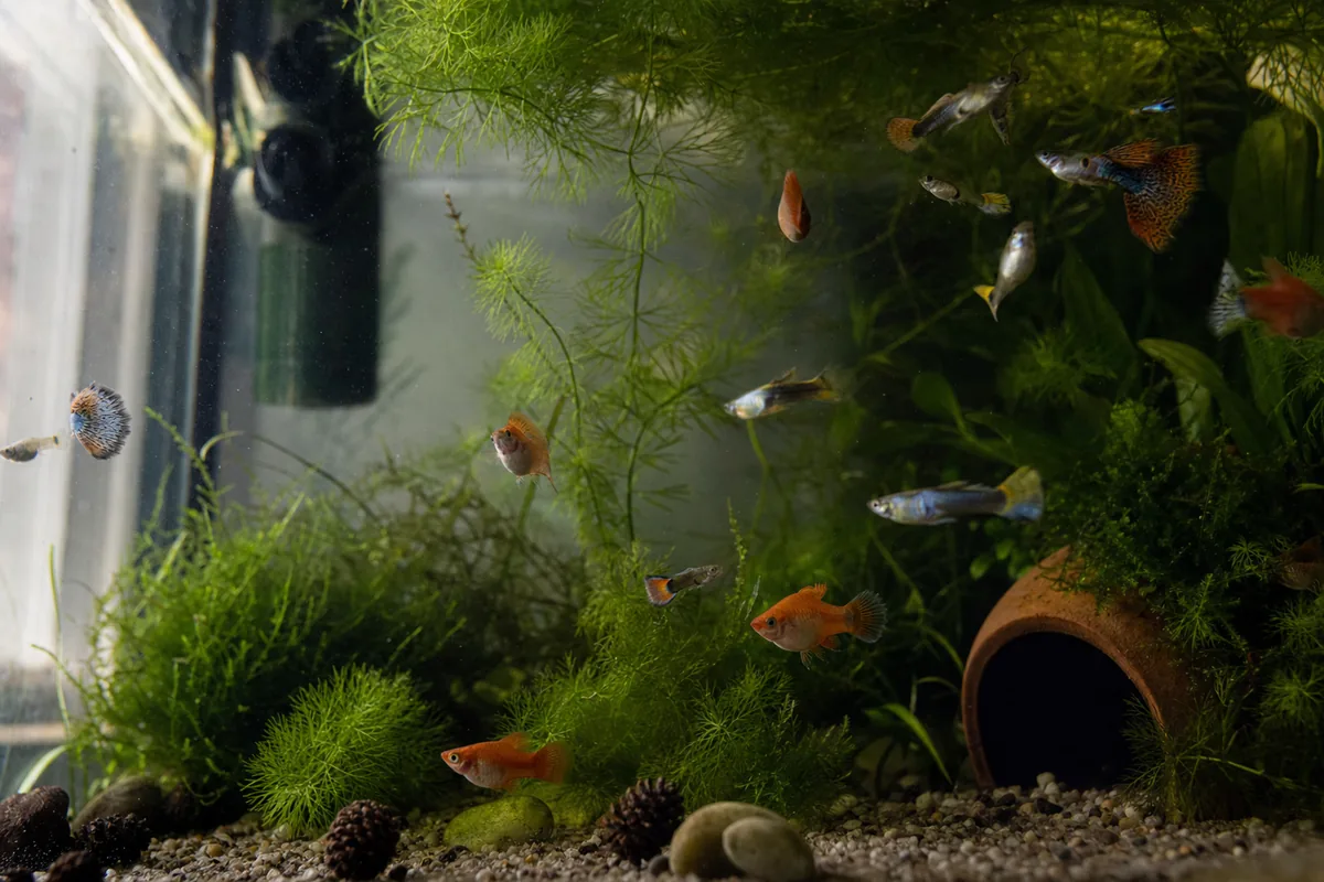 Guppies, Platies, and the Livebearer Community Tank