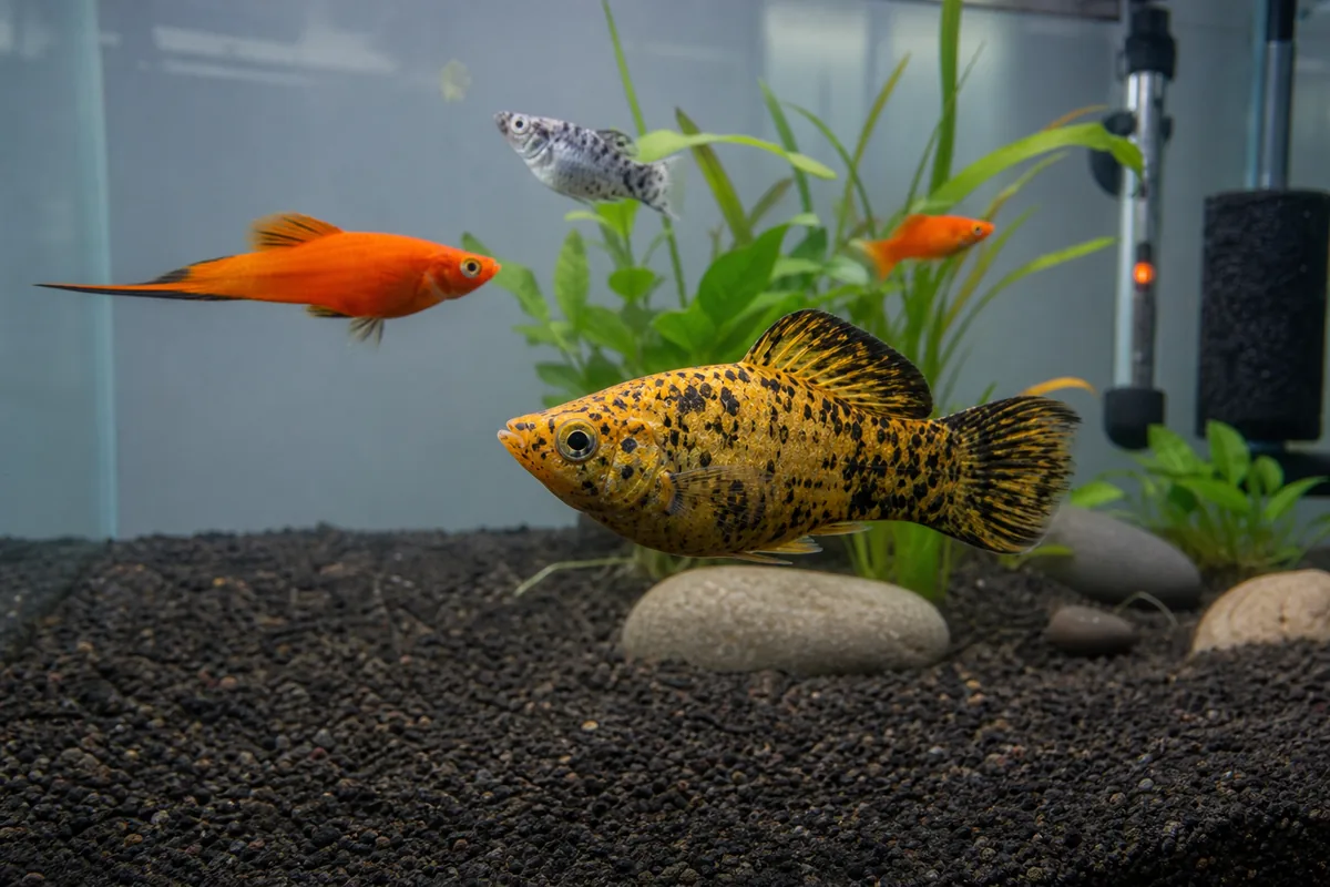 Setting Up the Tank for Mollies and Swordtails