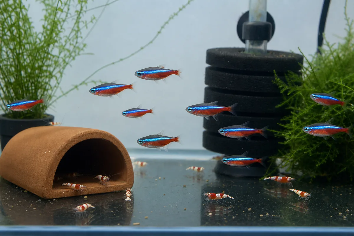 Which Shrimp Can Actually Survive With Neon Tetras?