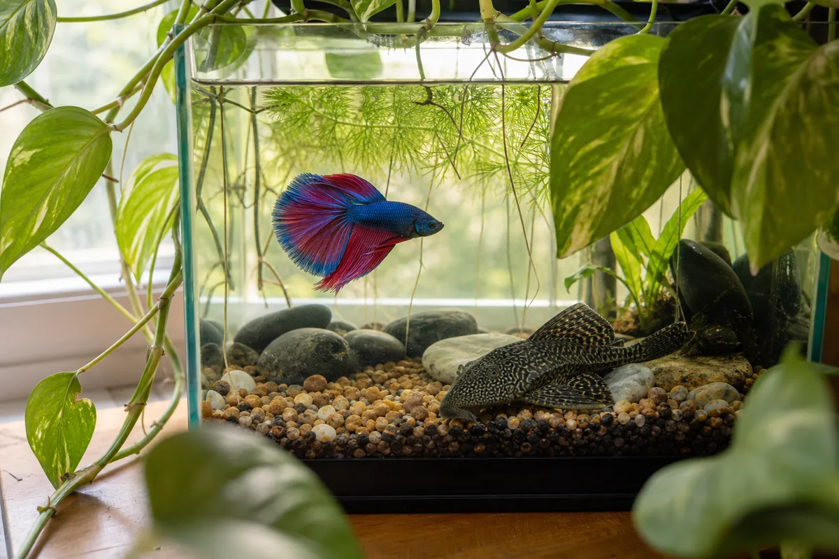 Which Plecos Are Small Enough for a Betta Tank?