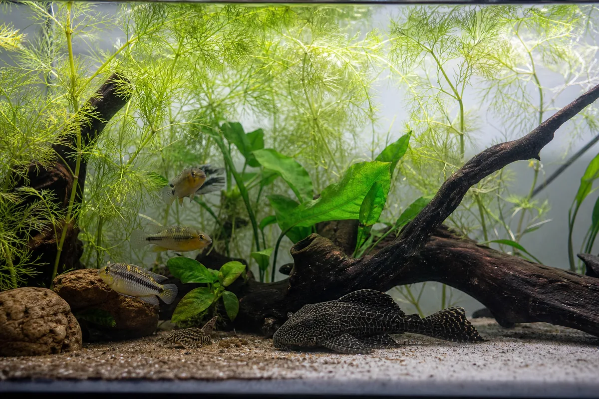 African Cichlids: Harder, But Not Impossible