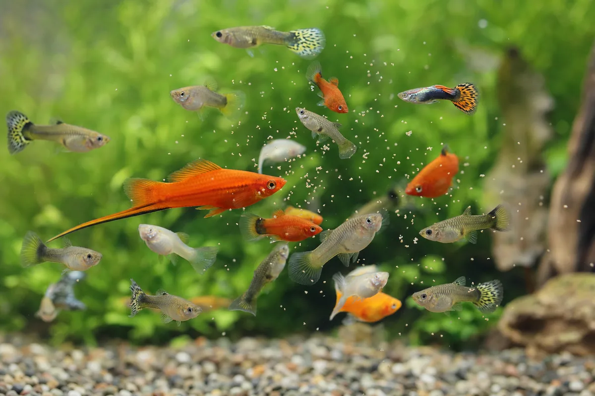 The Livebearer Breeding Problem: Two Prolific Species in One Tank