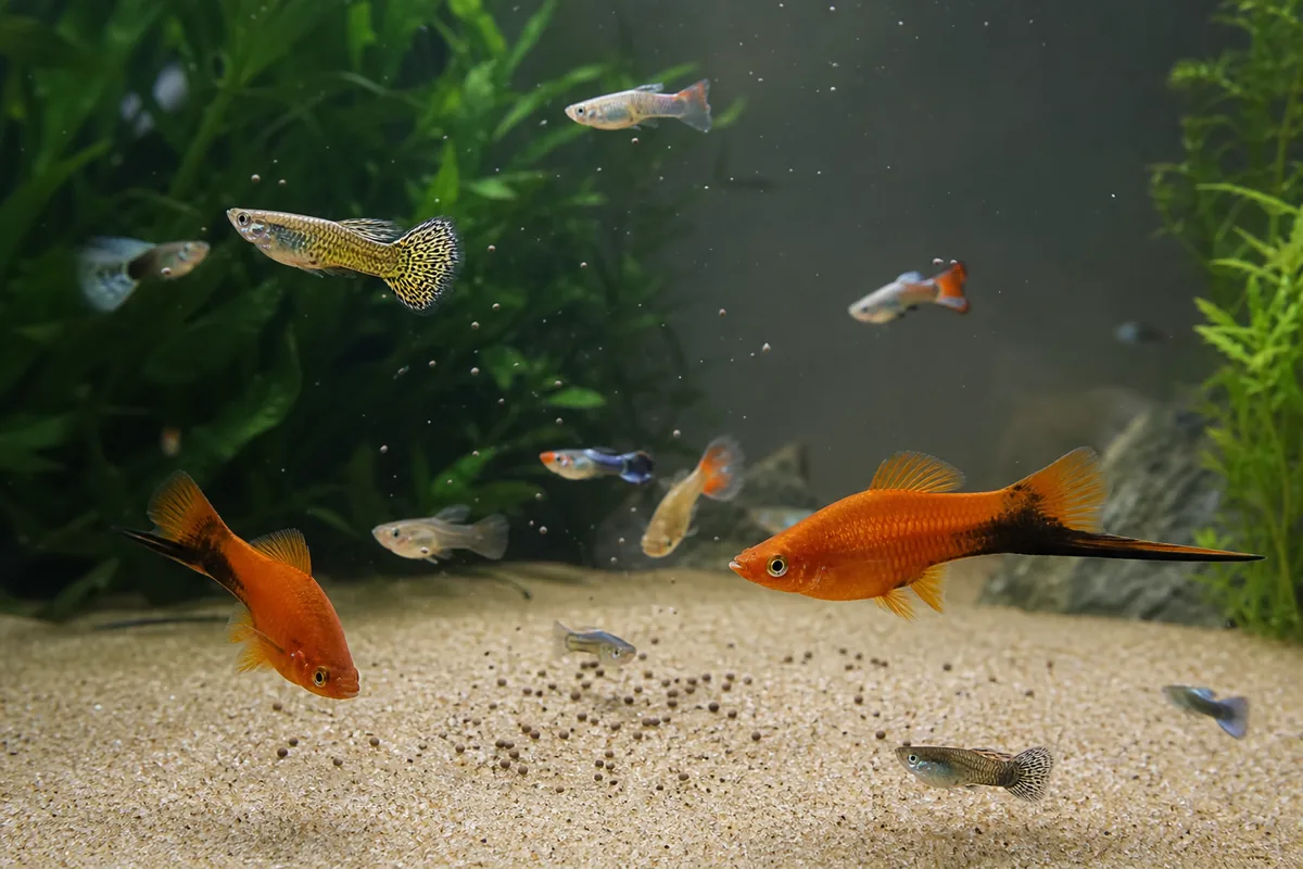 How Far Does a Swordtail Outgrow a Guppy in Length?