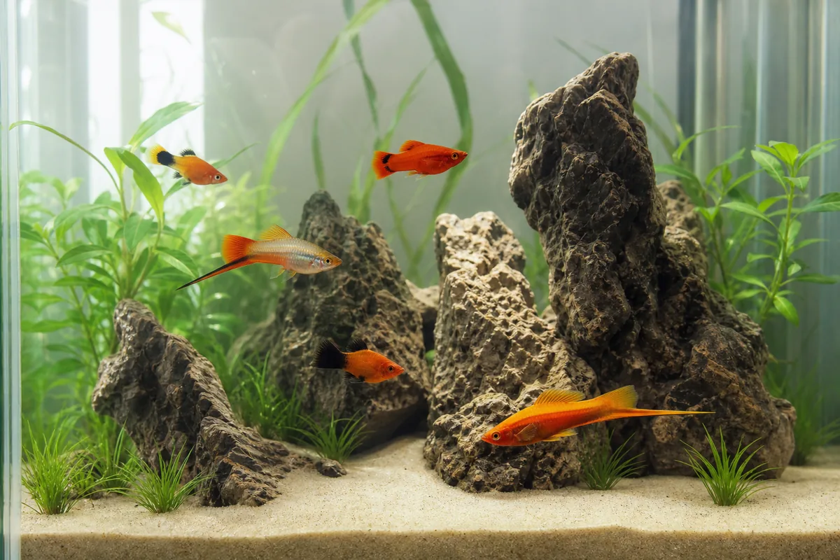 Are Platies and Swordtails Really the Same Genus?