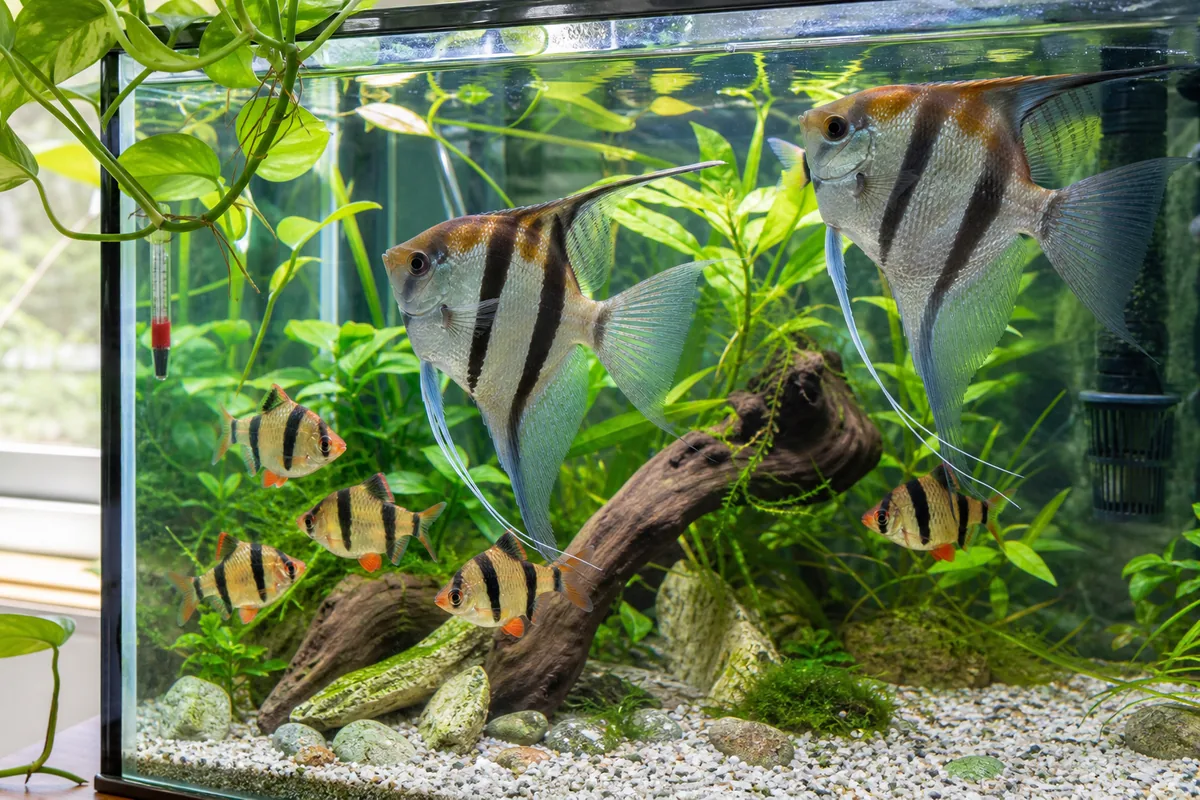 The Cherry Barb Exception