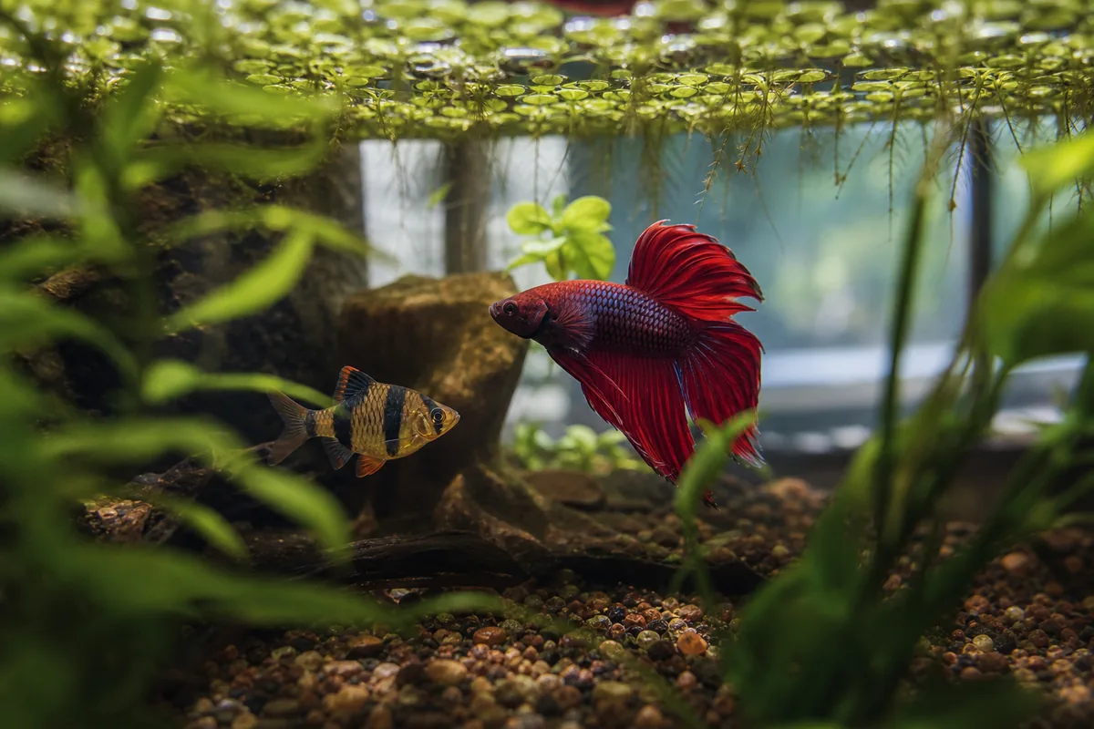 Can a Betta Afford to Lose the Fins Tiger Barbs Nip?