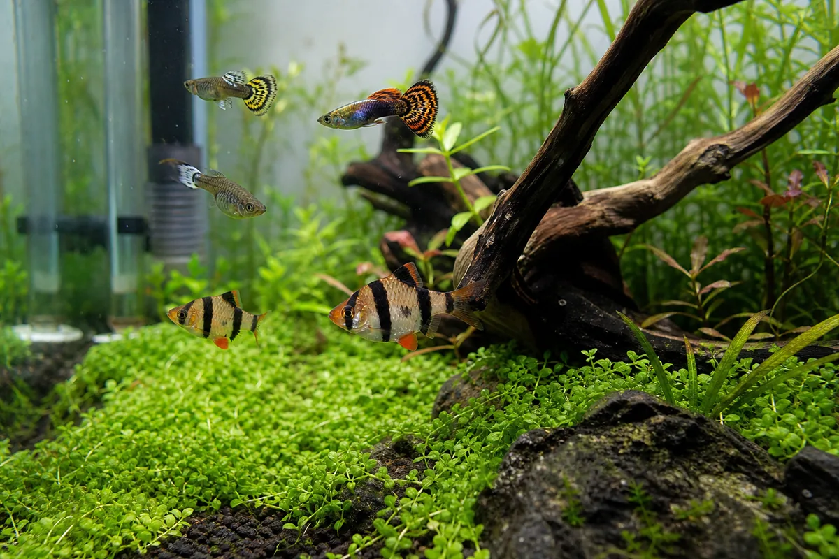 Tiger Barb Behavior: Why Fin Nipping Is Built Into This Species
