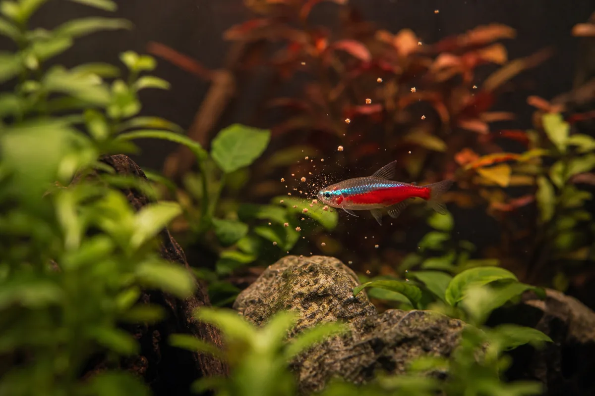 Cardinal Tetra Care and How to Tell It From a Neon