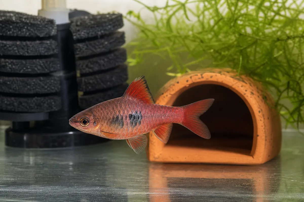 Cherry Barb Origin: Sri Lankan Endemic with Vulnerable Status