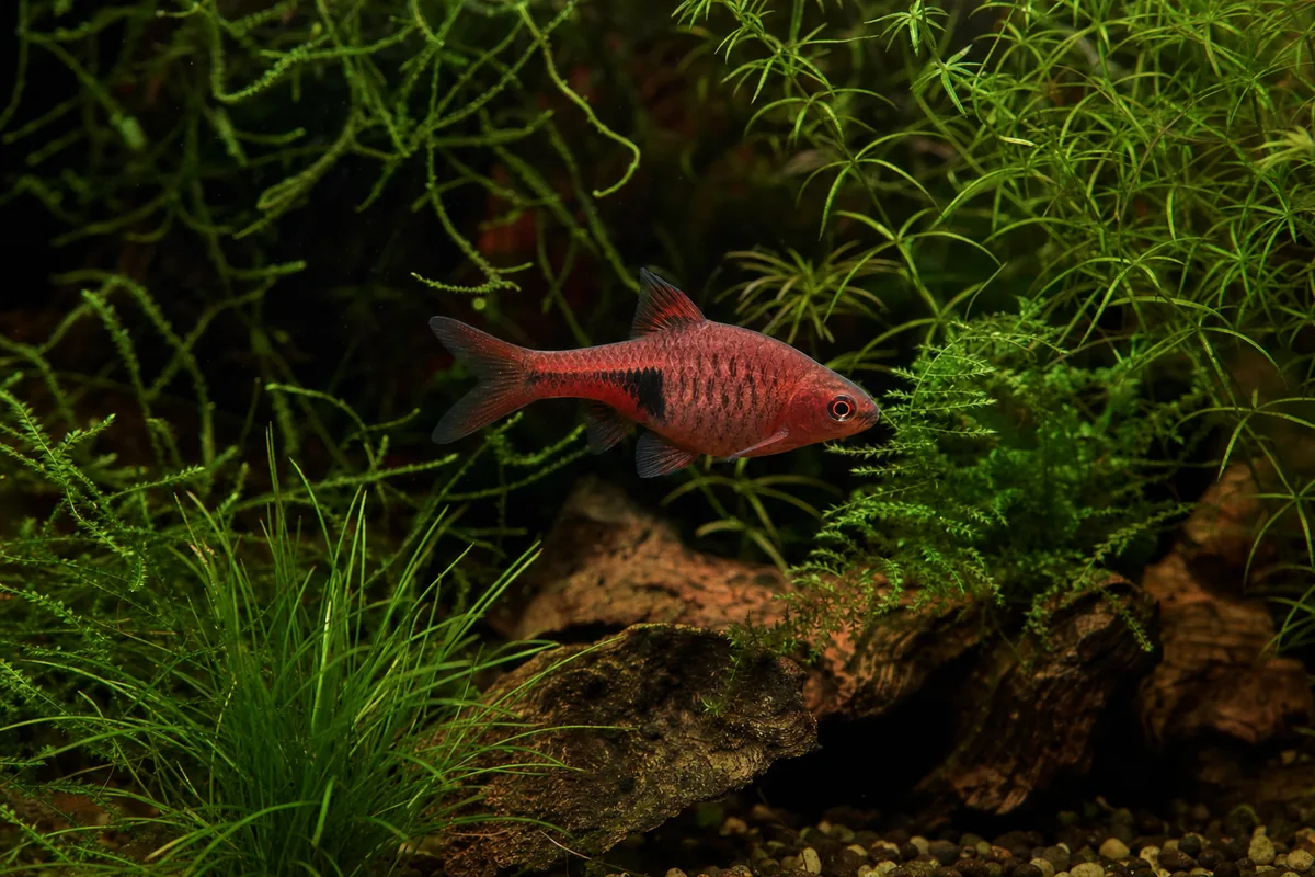 Tank Setup for Cherry Barbs: 20 Gallons Is the Starting Point