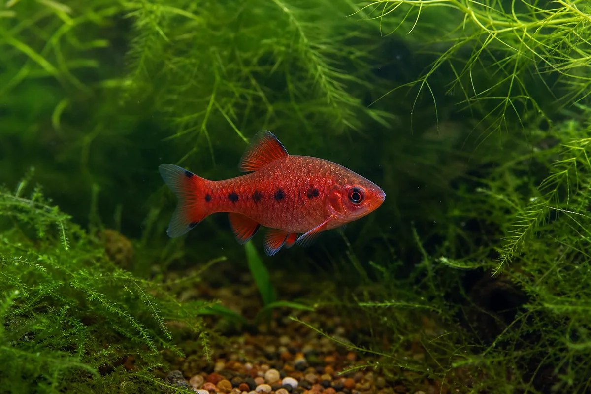 Common Diseases and Health Risks in Cherry Barbs