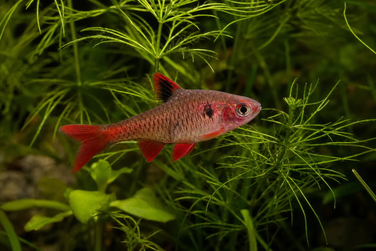 The Cherry Barb Is the Rare Barb That Stays Peaceful